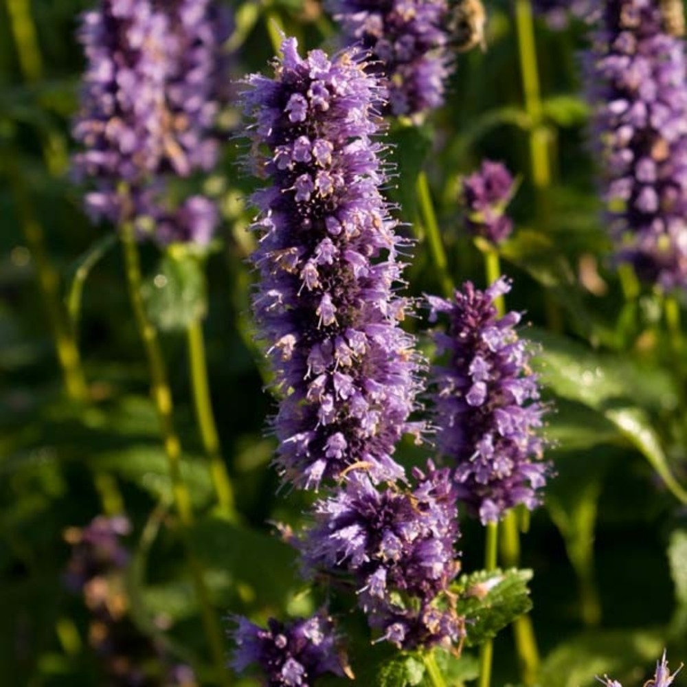 Agastache à odeur de fenouil 'black adder' godet de 8/9 cm