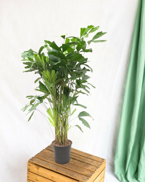 Caryota mitis - 140 cm - ø24 140cm - plante d'intérieur