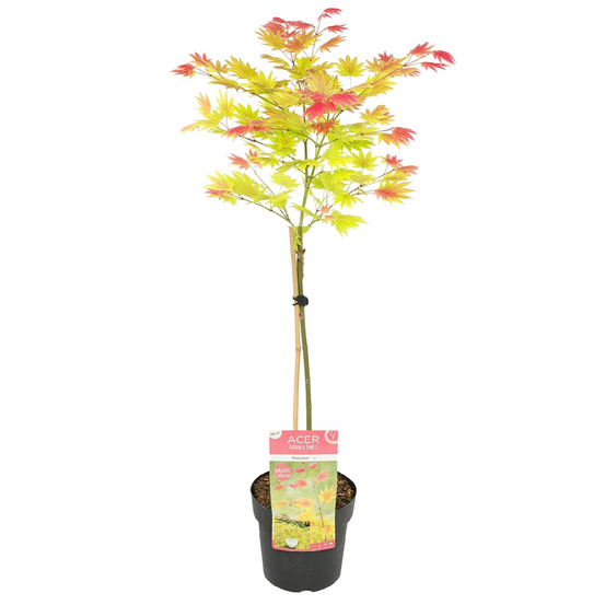 Acer shirasawanum 'moonrise' - érable du japon sur tige - arbre - 80-100 cm de haut - pot 19 cm