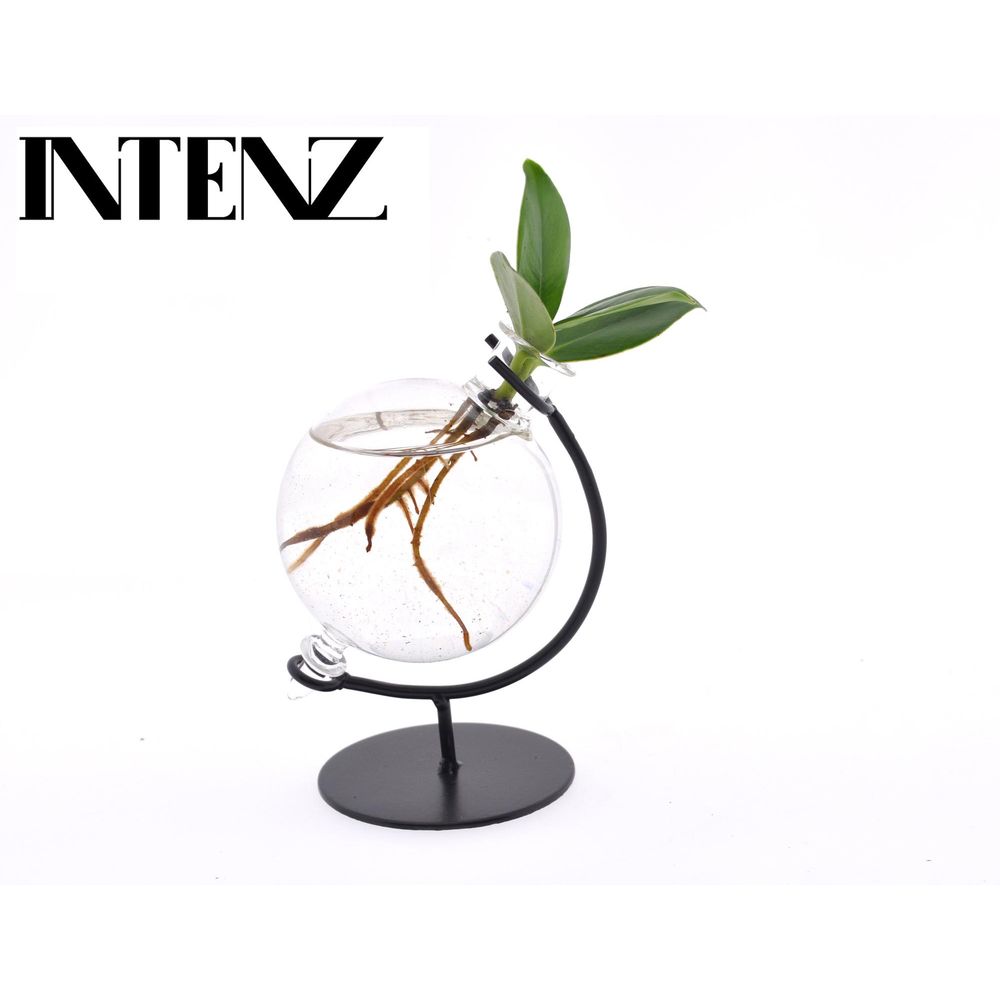 Clusia en verre victoria - ø5cm - ↕10cm - plantes d'intérieur