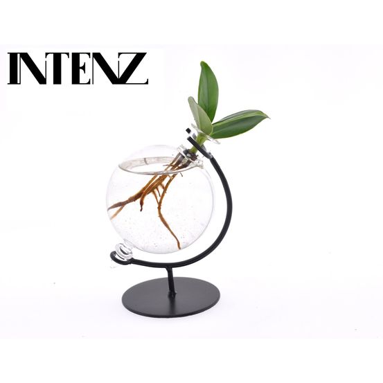 Clusia en verre victoria - ø5cm - ↕10cm - plantes d'intérieur