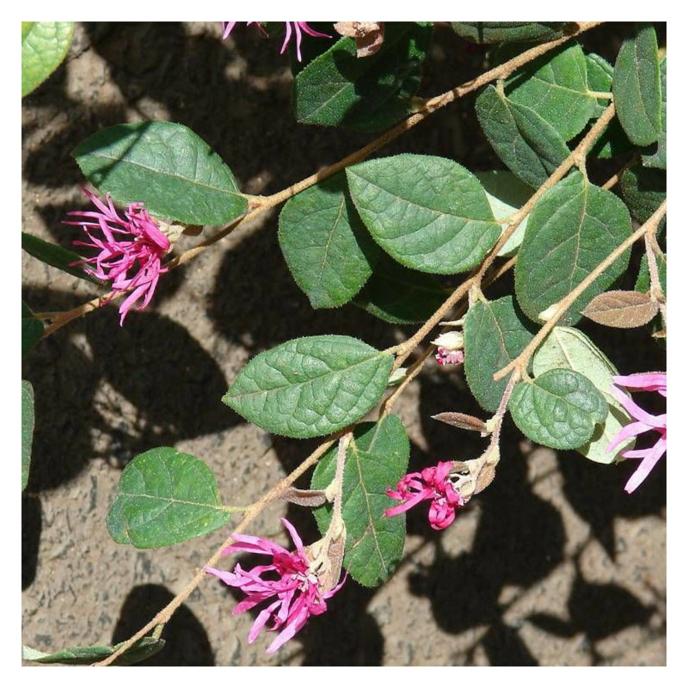 Loropetalum fire dance, loropétale pot de 3l - 40/60 cm