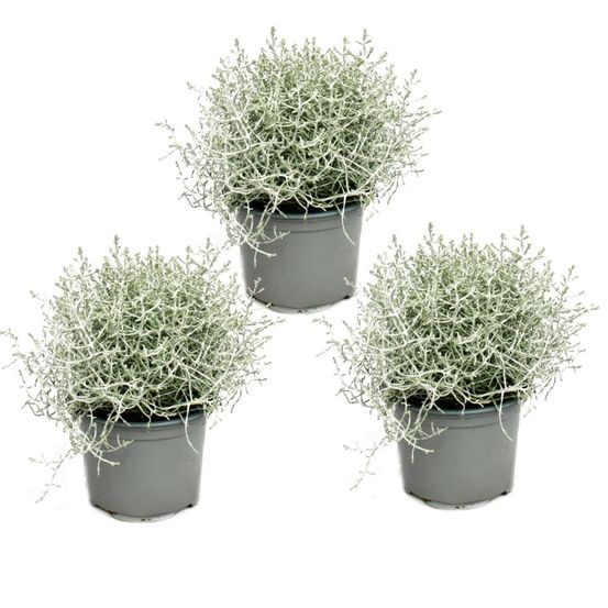 Plante en fil de fer barbelé - fil d'argent - calocephalus brownii - set de 3 plantes - pot 12cm