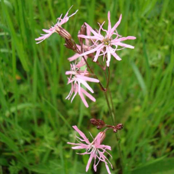 Lychnis flos-cuculis, oeillet des près lot de 3 godets