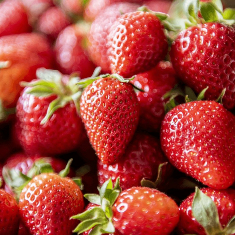 Plant de fraisier charlotte barquette de 6 godets