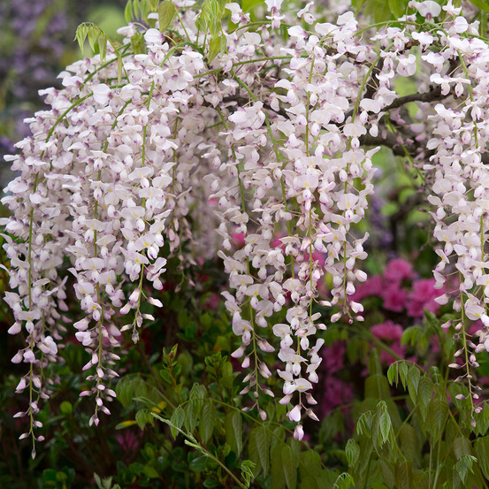 Glycine japonaise 'lipstick' pot de 3l/4l