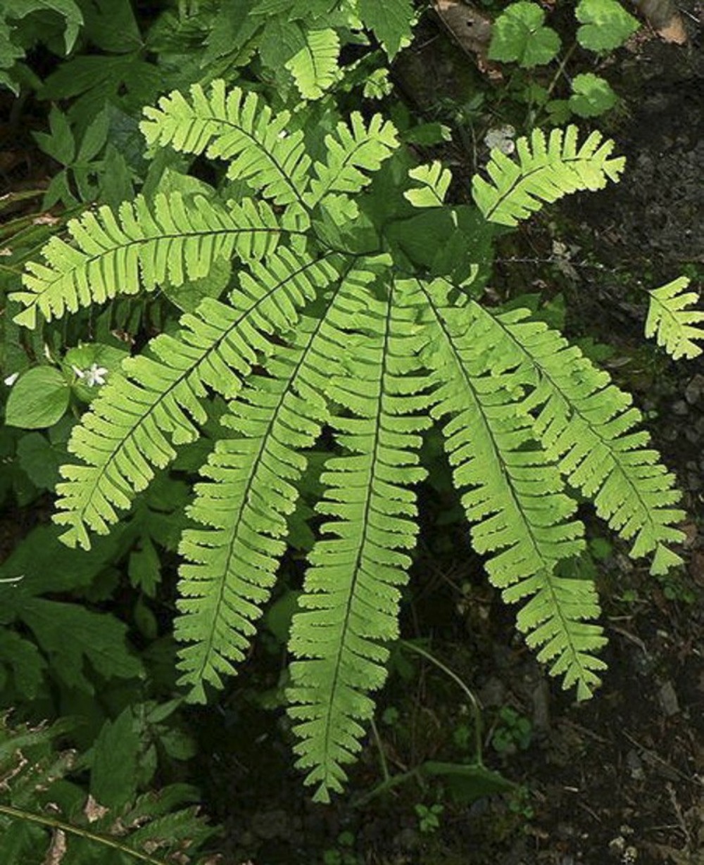 Capillaire du canada godet de 8/9 cm