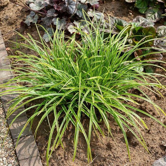 Laîche du japon panachée - carex - le pot / ø 9cm