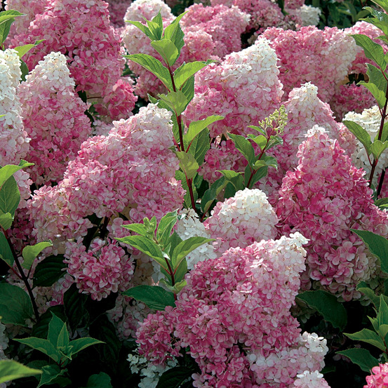 Hortensia paniculé 'vanille fraise'® pot de 2l/3l