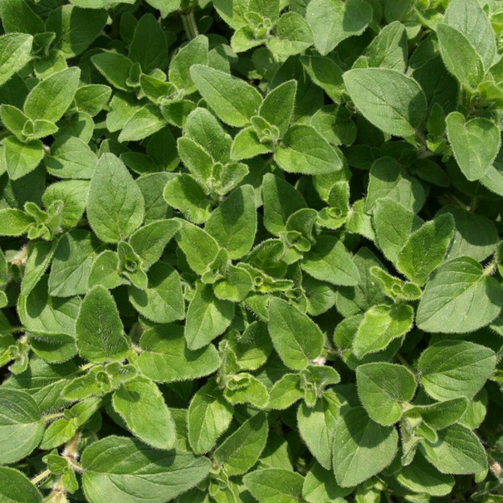 Origan commun - prêt à consommer pot de 1 litre