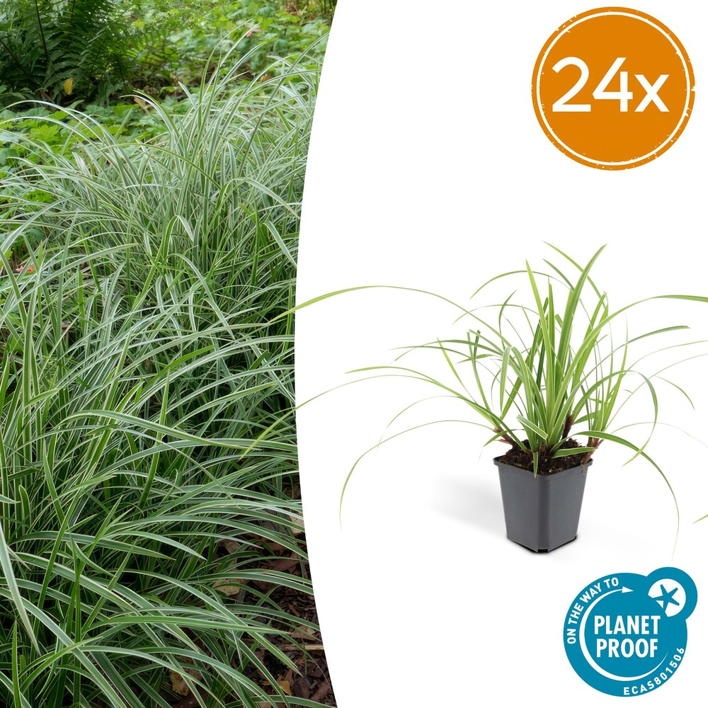 Lot de 24 - carex morrowii 'ice dance' - h10-25 cm