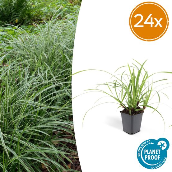Lot de 24 - carex morrowii 'ice dance' - h10-25 cm