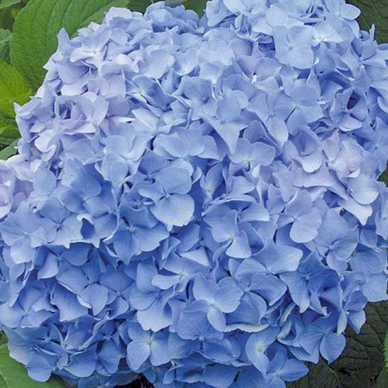 Hortensia 'general vicontesse de vibray' pot de 2l/3l