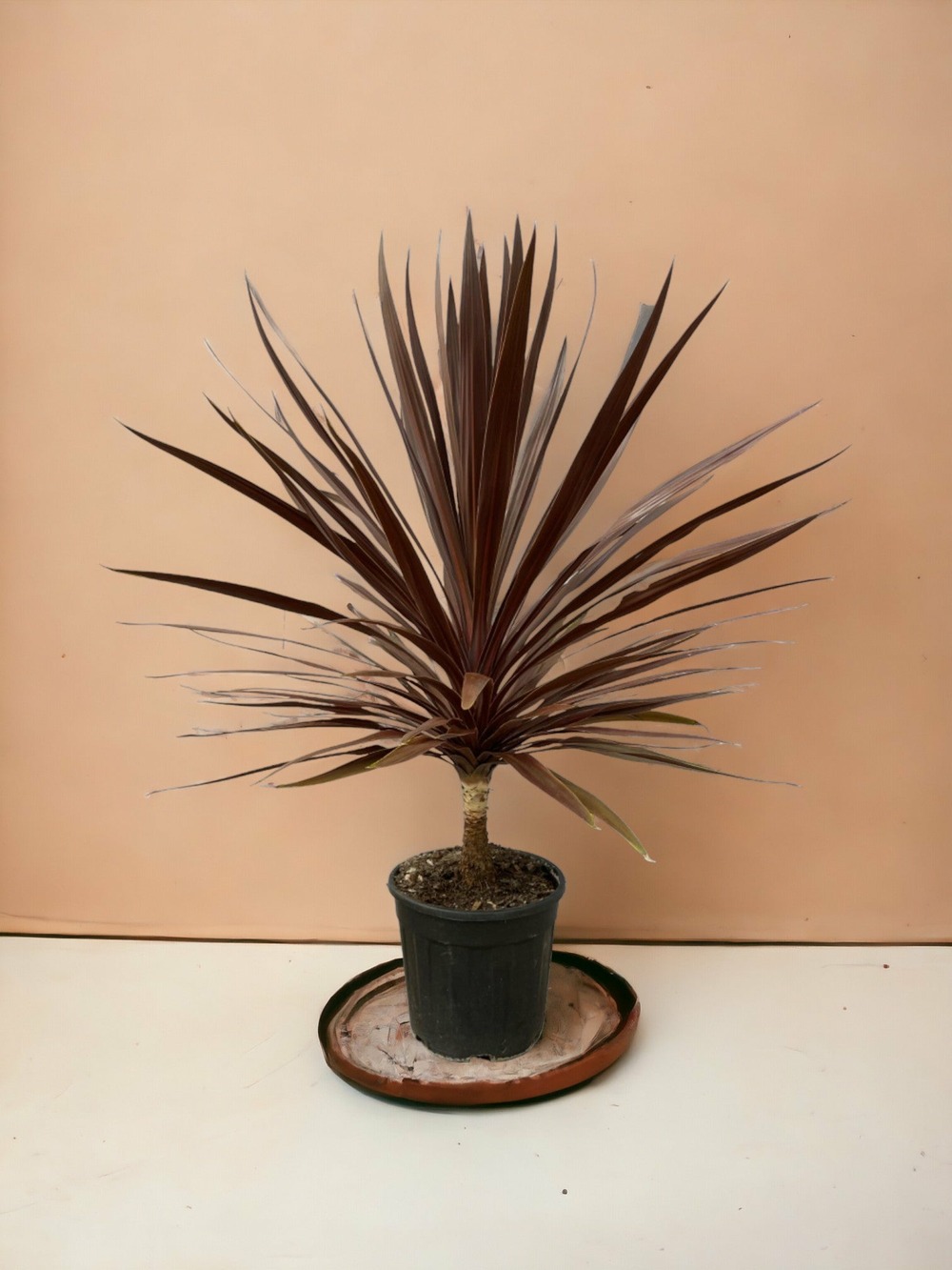 Cordyline red star 120cm - plante d'intérieur
