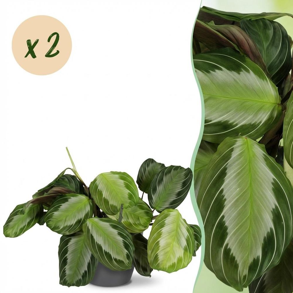 Maranta fascinator silverband - pet-friendly - pot de 12cm - hauteur 25-35cm - plantes d'intérieur