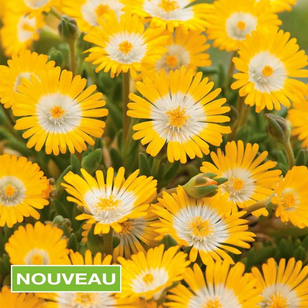 Delosperma jewel of desert peridott - 3 godets