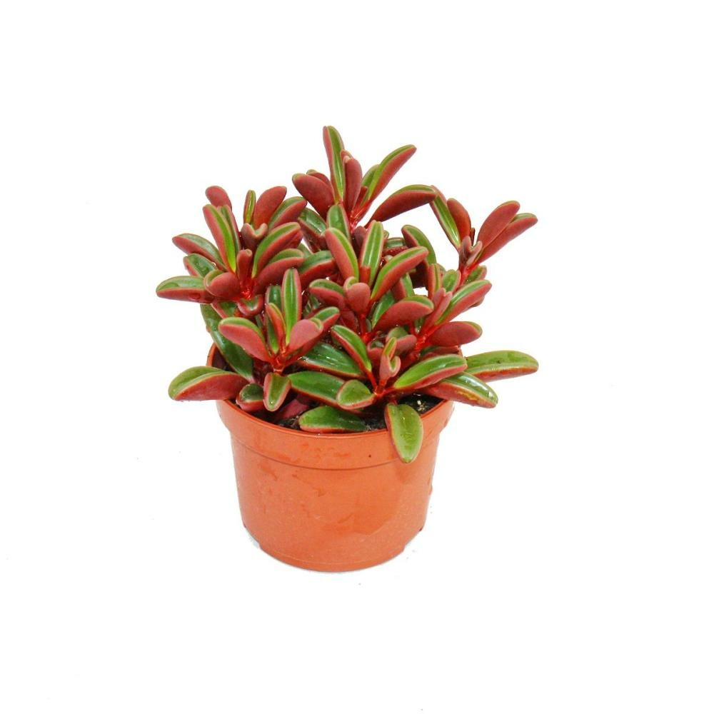 Peperomia graveolens en pot de 10,5 cm