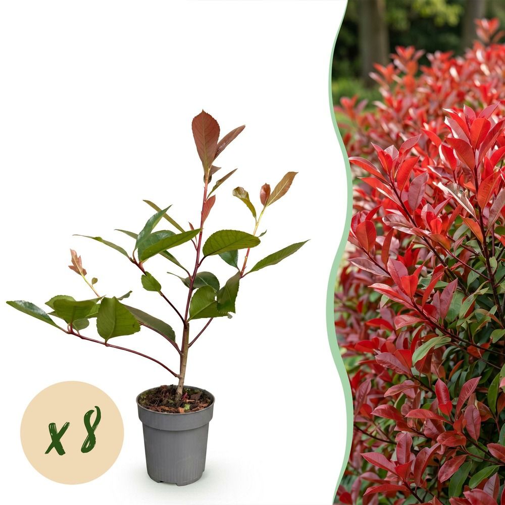 Photinia 'red robin' - lot de 8 - pot 9 cm - hauteur 25 cm