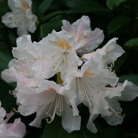Rhododendron 'cunningham's white' pot de 4l/5l
