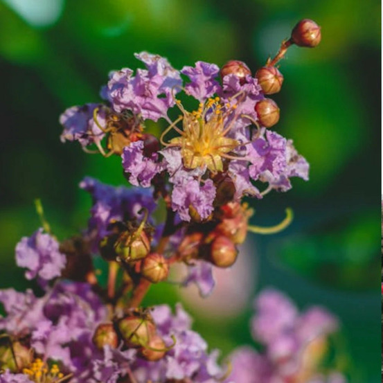Lilas des indes purple star, lagerstroemia pot de 3l - touffe