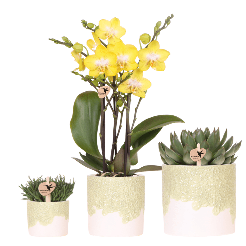 Orchidée phalaenopsis 'albenga' jaune (phalaenopsis) - set avec plantes vertes et cache-pots décoratifs - pot - plantes d'intérieur