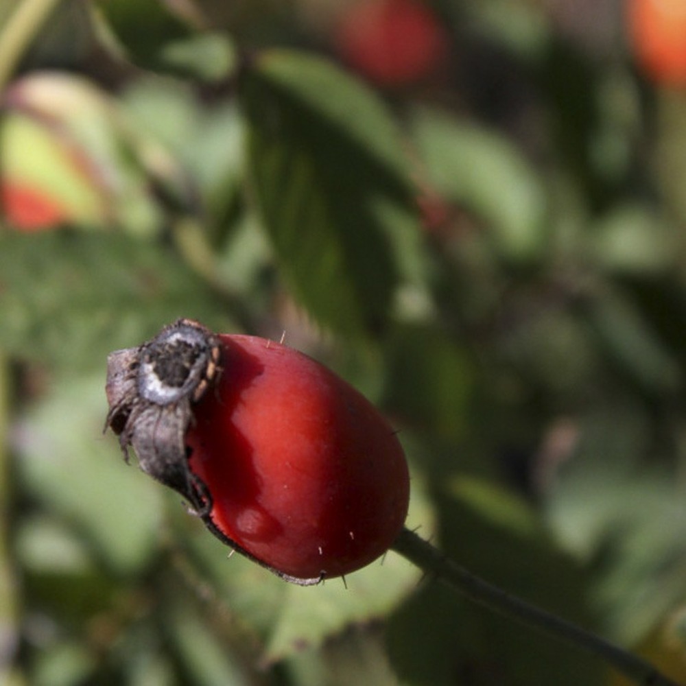 Rosier ancien alba 'suaveolens' pot de 4l/5l