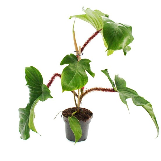 Philodendron squamiferum - l'ami sauvage de l'arbre à poigne rouge - pot 12cm