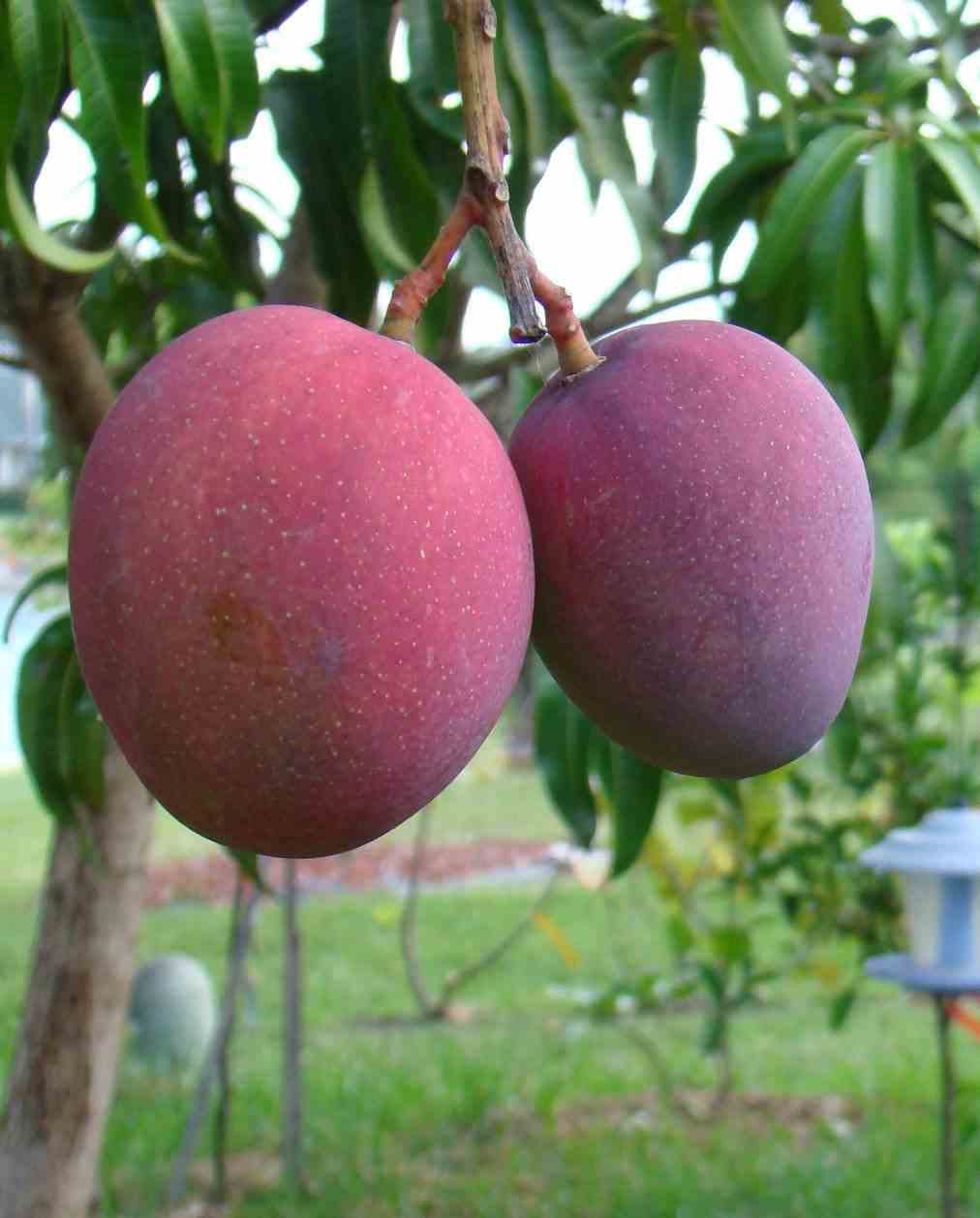 Manguier   mangifera indica var .tommy atkins   jaune - taille pot de 25l - 140/160cm