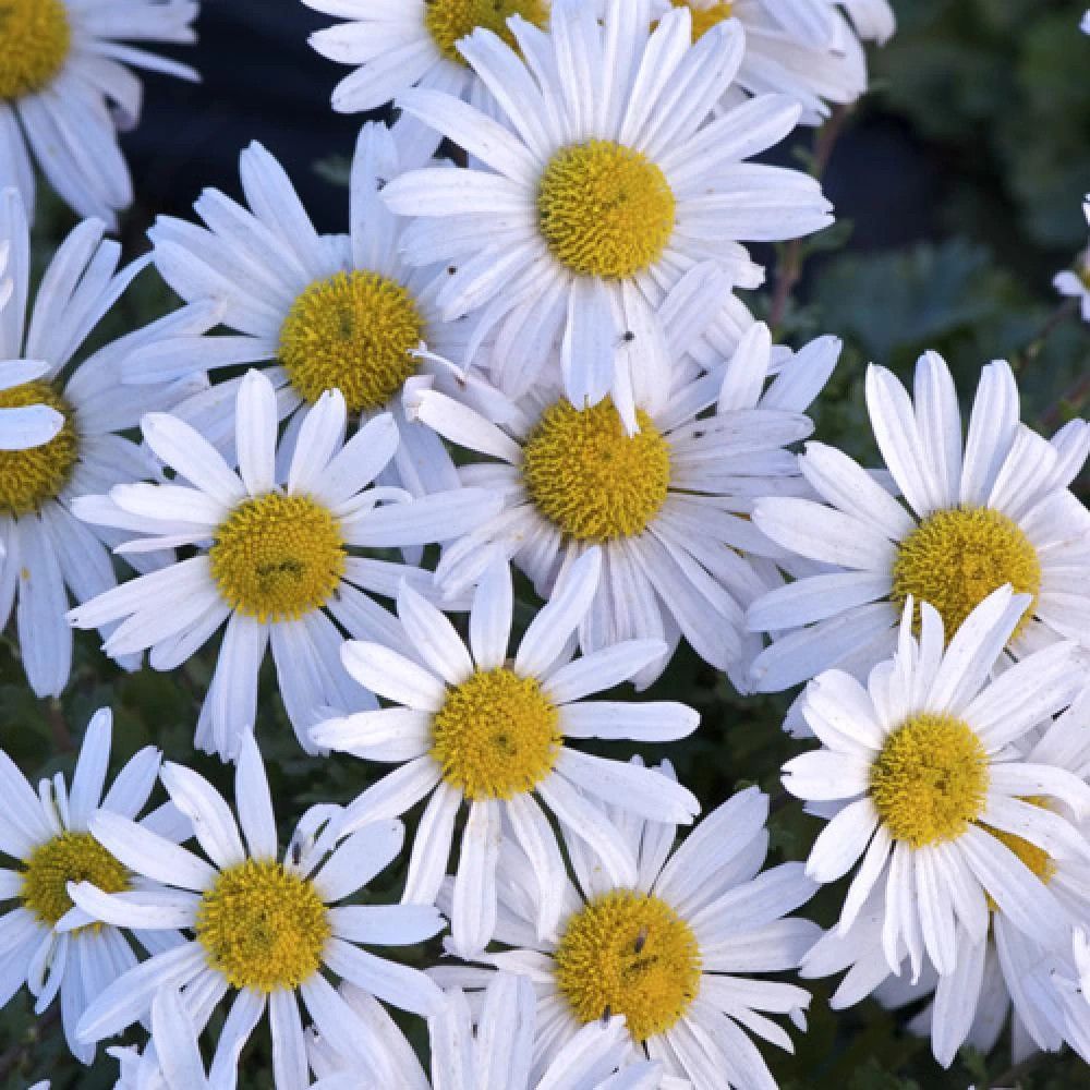 Chrysanthème arctique lot de 3 godets