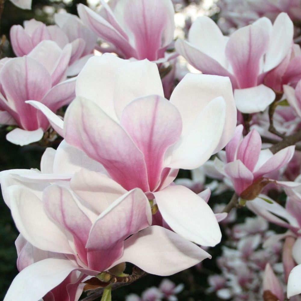 Magnolia de chine, magnolia de soulange pot de 1,5l - 20/50 cm