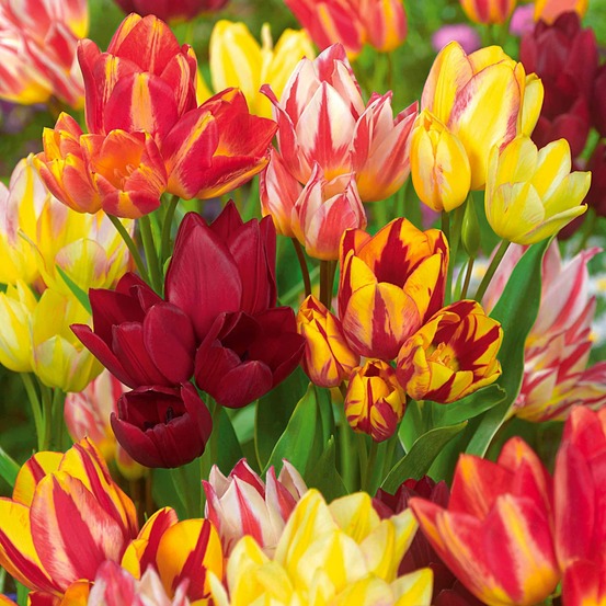 10 tulipes multiflores en mélange - le sachet de 10 bulbes / circonférence 12cm+, vendu par lot de 4