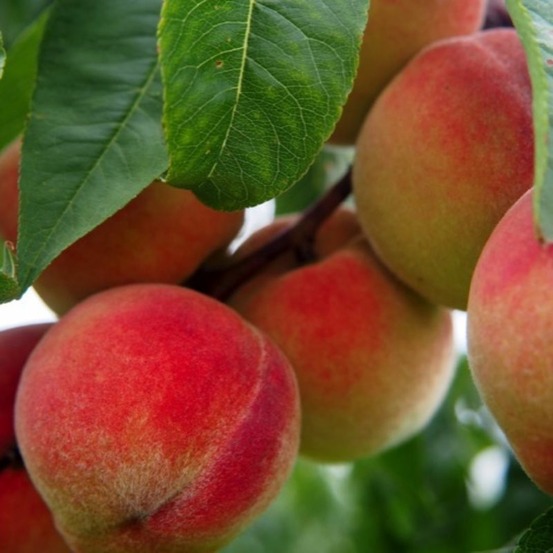 Pêcher 'dixired' (prunus persica 'dixired')