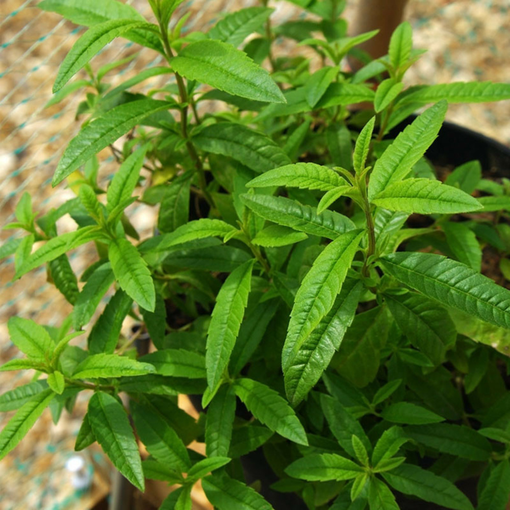 Plant verveine citronelle anti-moustique