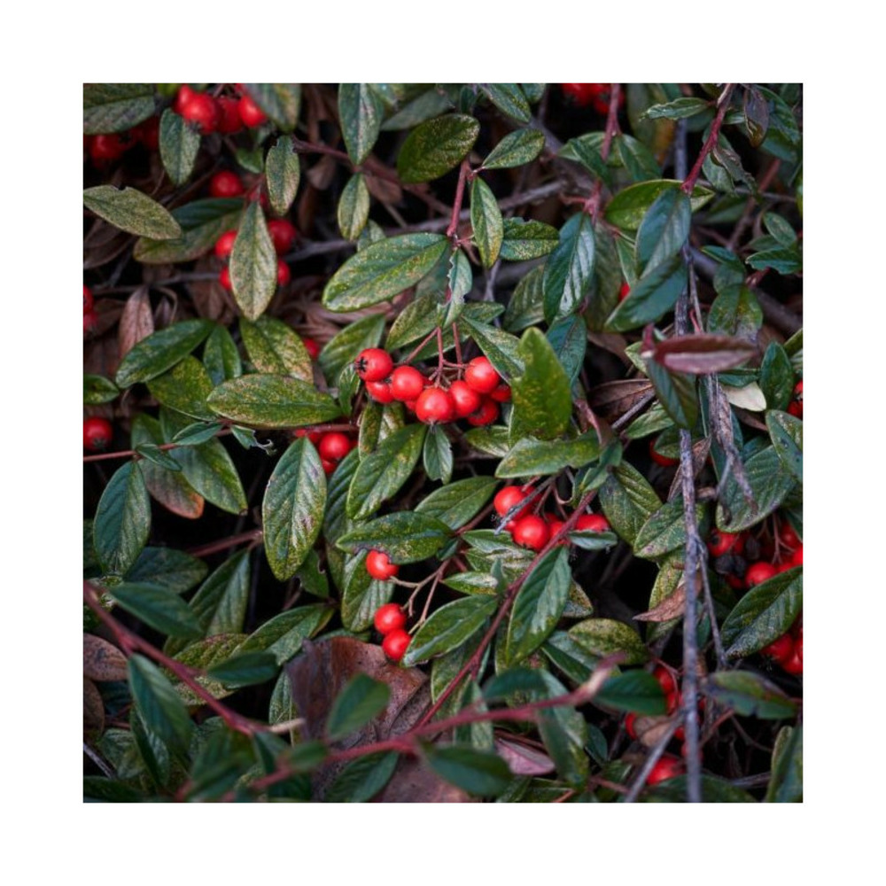 COTONEASTER LAITEUX GF H20A40-(766506)