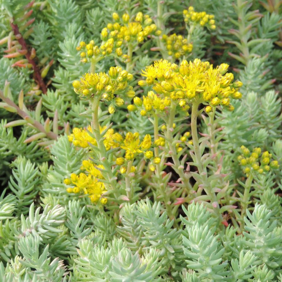 Orpin réfléchi glaucum, sedum godet - 5/20 cm