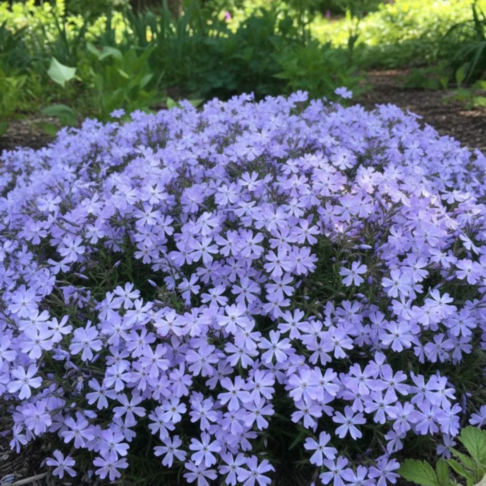 Phlox nain blue ribbons®, phlox mousse lot de 3 godets