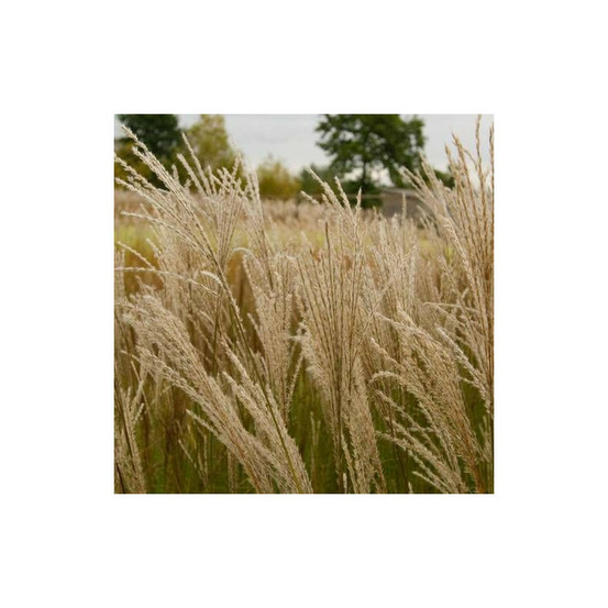 Miscanthus, roseau de chine graziella lot de 9 godets