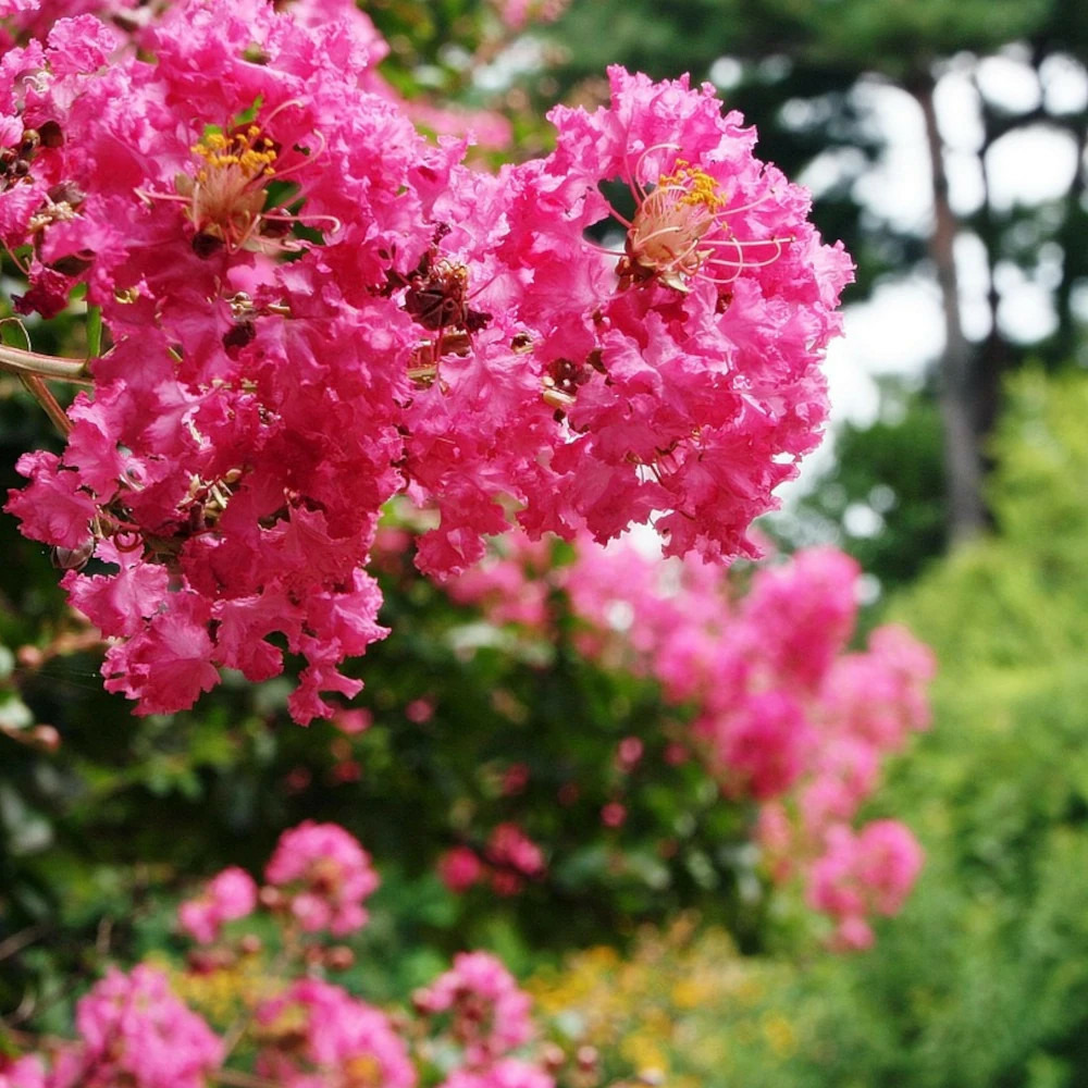 Lilas des indes bergerac®, lagerstroemia pot de 15l - 1/2 tige