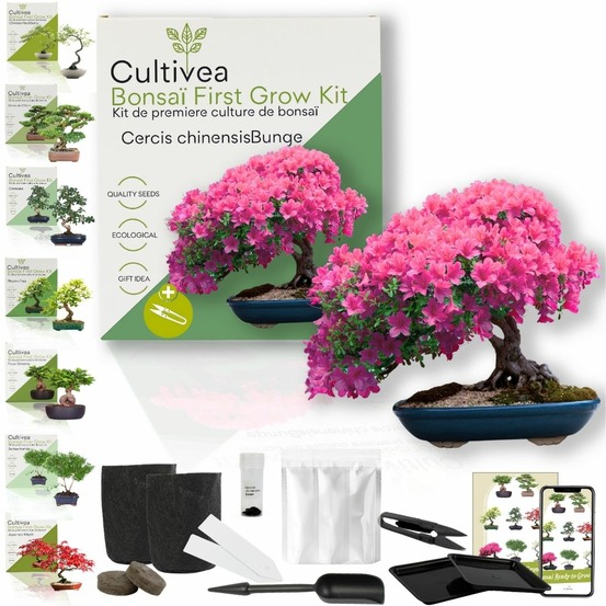 Cultivea - Kit First Bonsai - graines de Cercis Chinensis avec accessoires