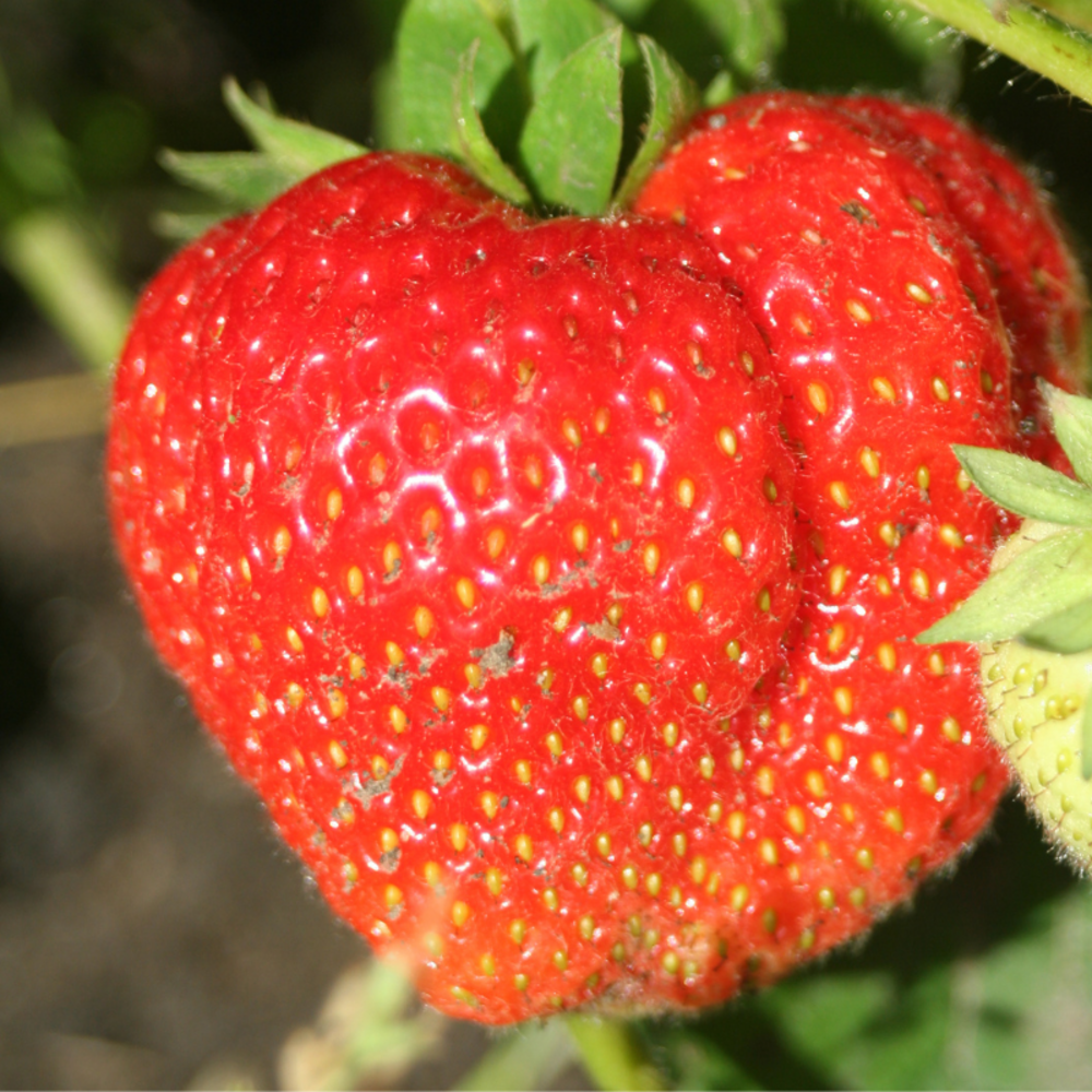 3 plants fraisier gorella motte 7cm