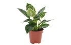 Philodendron 'vague blanche' - pot 12cm - hauteur 20-30cm