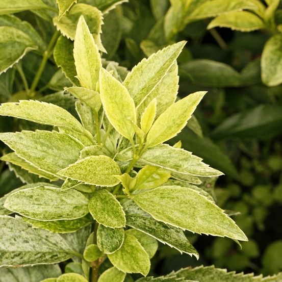 Mimosa de paris 'era' pot de 3l/4l