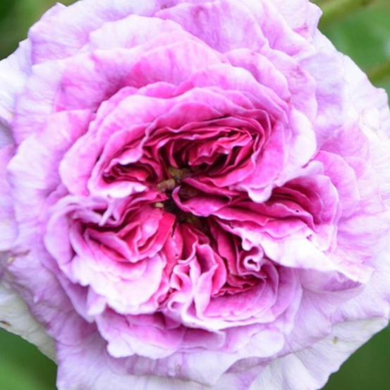 Rosier arbustif thierry marx® 'delviopar' pot de 3l - touffe