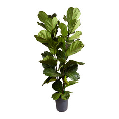 Ficus lyrata - plante violon - xxl - 140-160 cm - pot 30 cm