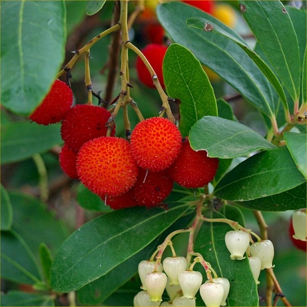 2 x arbre à fraises - arbutus unedo  - 30-40 cm pot