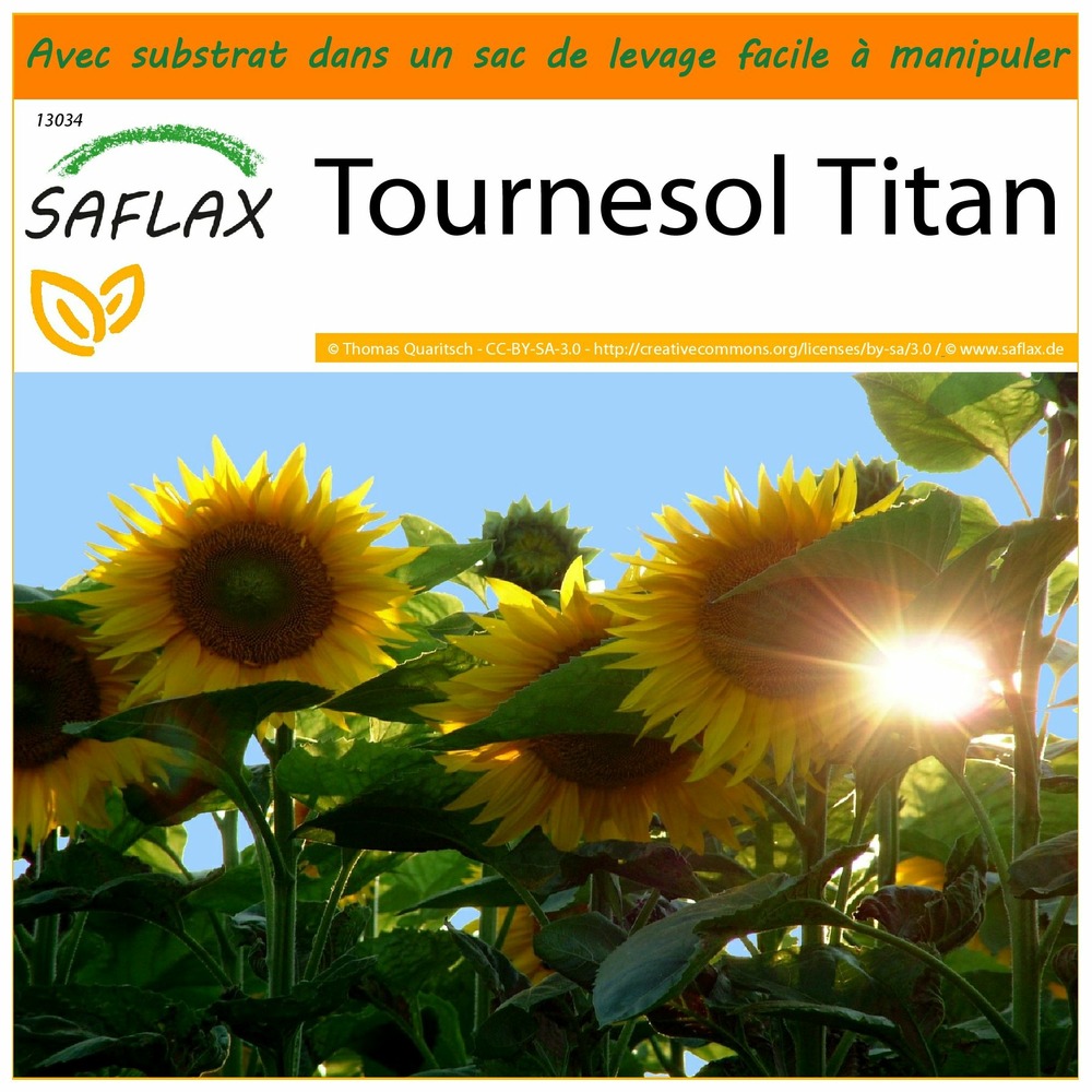 Garden in the bag - tournesol titan - 20 graines - helianthus annuus
