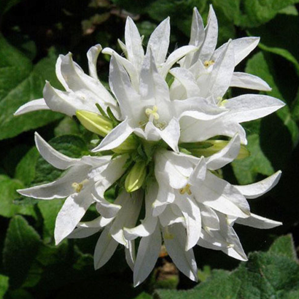 6 x campanule à bouquets 'alba' - campanula glomerata 'alba'  - godet 9cm x 9cm