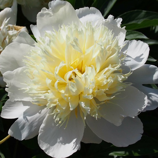 Pivoine de chine 'primevère ' pot de 3l/4l