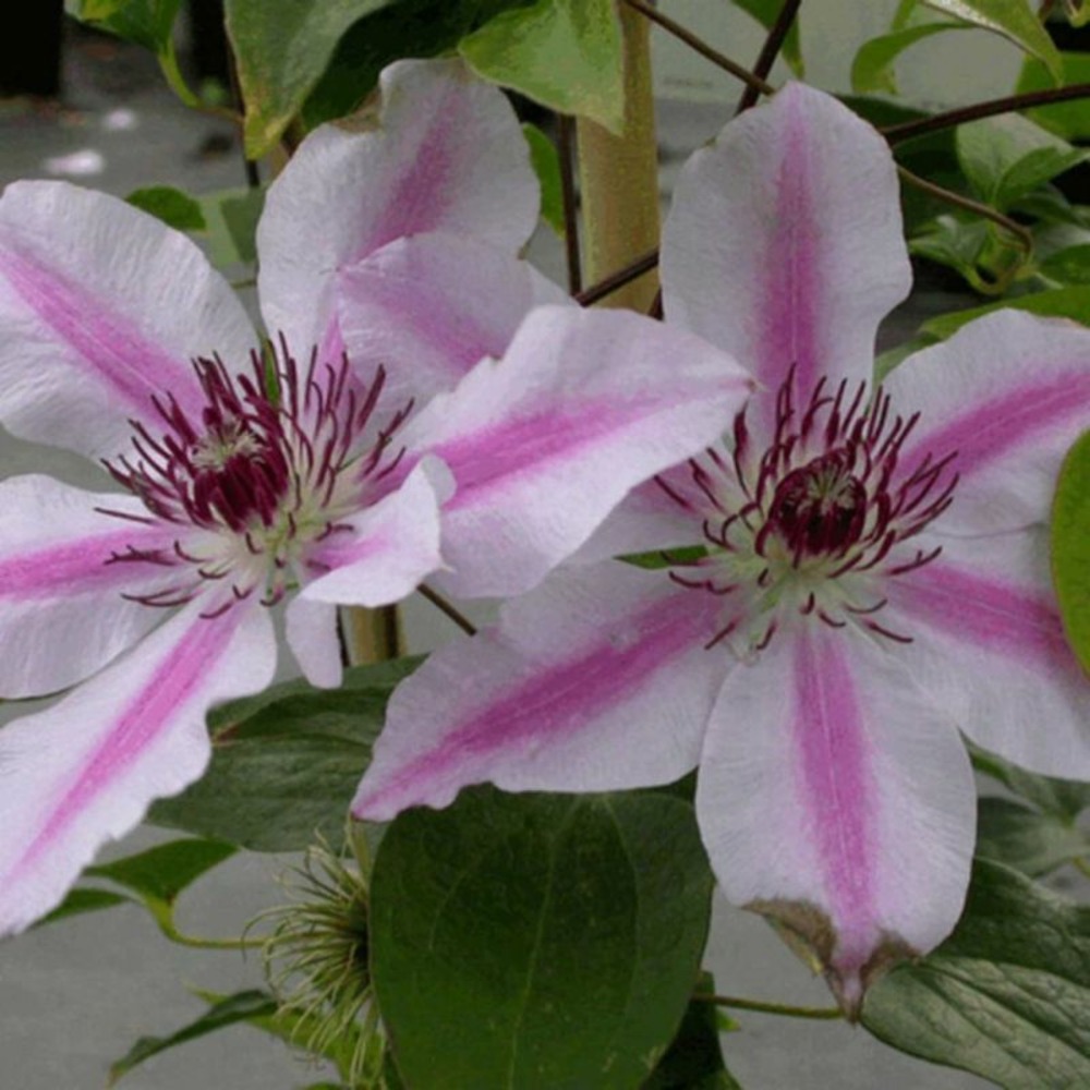 Clematite - clematis nelly moser 70cm