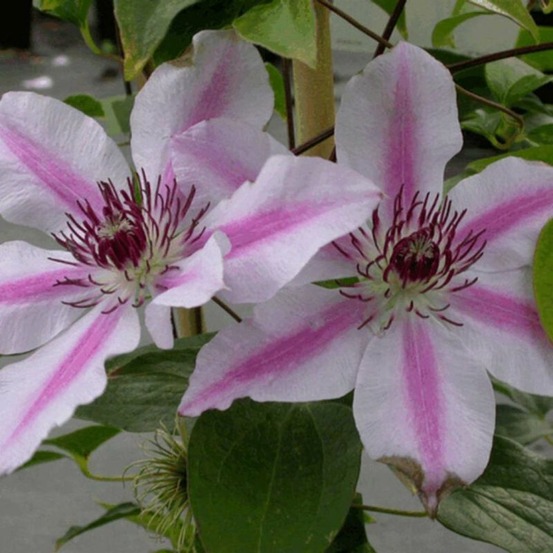 Clematite - clematis nelly moser 70cm